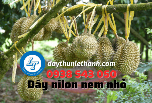 Dây nilon cuộn nem nhỏ cố định quả sầu riêng Dây nilon cuộn nem nhỏ