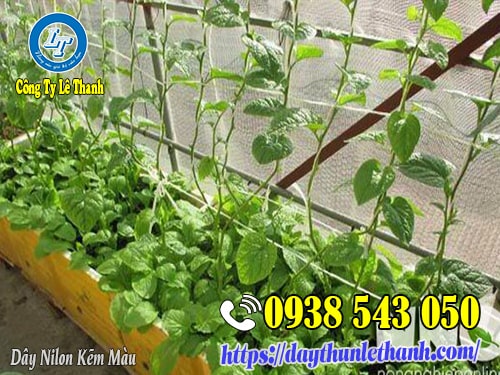 Dây nilon dùng làm giàn leo cây Dây nilon
