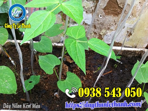 Dây nilon dùng làm giàn cây đậu que Dây nilon dùng làm giàn cây đậu que