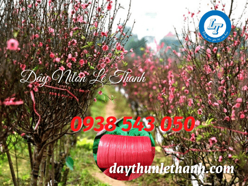 Ứng dụng của dây nilon cột cành đào Dây nilon nem