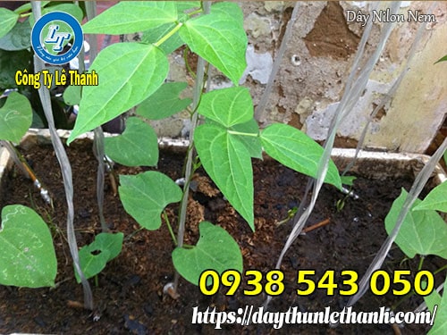 Ứng dụng của dây nilon nem Dây nilon nem trắng 1kg