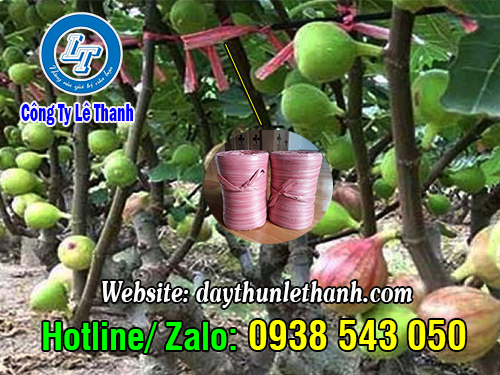 Dây nilon ống cột thân cây sung Dây nilon ống