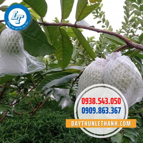 Dây thun đen bọc ổi Dây thun đen bọc ổi
