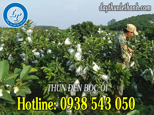 Thun đen và lưới xốp bọc ổi Thun đen và lưới xốp bọc ổi