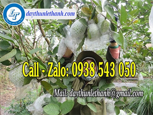 Dây thun màu đen cột ổi chắc chắn Dây thun màu đen