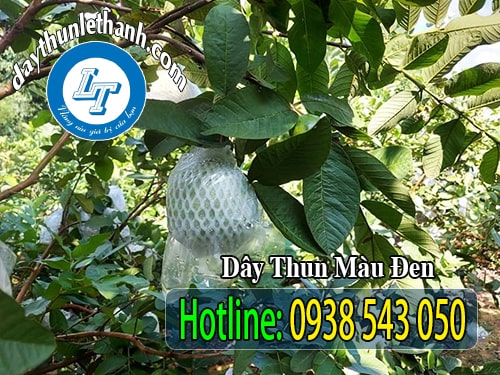 Dây thun đen, dây thun cột ổi Dây thun đen, dây thun cột ổi