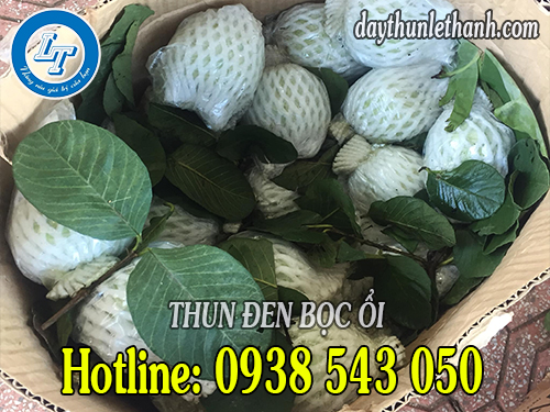 Thun đen và lưới xốp bọc ổi Thun đen và lưới xốp bọc ổi