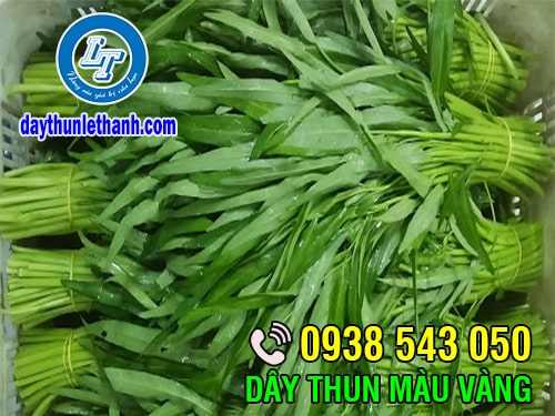 Dây thun màu vàng cột rau Dây thun màu vàng