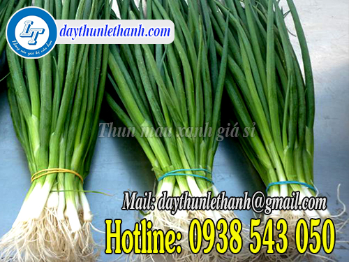 Dây thun màu xanh cột rau an toàn, giá rẻ Dây thun màu xanh