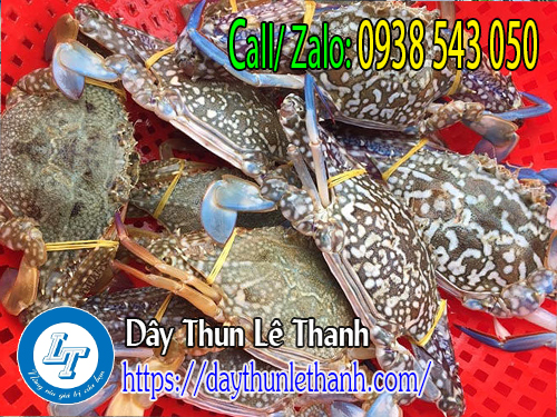 Dây thun xe vàng cột ghẹ Dây thun xe vàng cột ghẹ