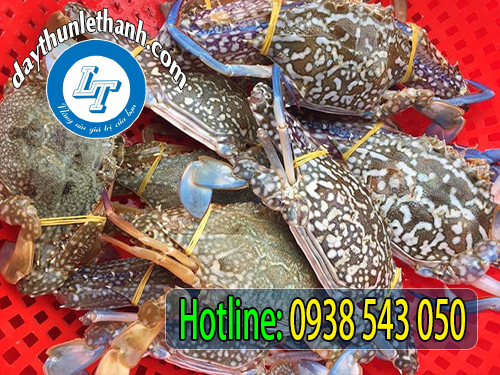 Dây thun màu vàng cột cua ghẹ