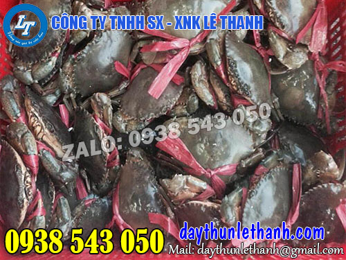 Dây nilon dùng cột cua Dây nilon ống chất lượng, giá rẻ tại Lê Thanh