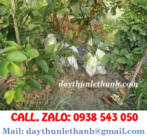 DÂY THUN ĐEN CỘT HOA QUẢ