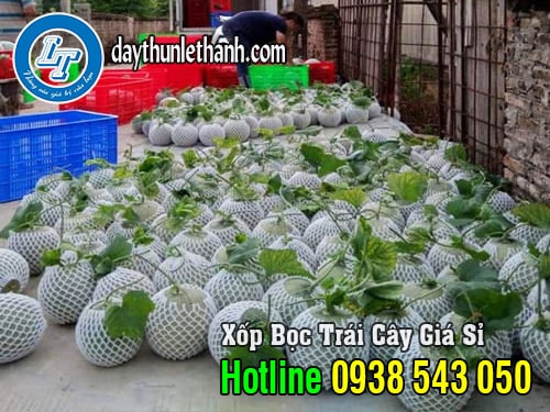 Túi bọc trái dưa lê  Túi bọc trái cây