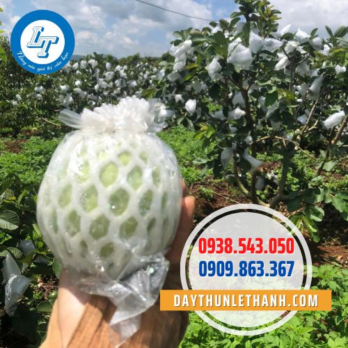 Xốp bọc ổi Xốp bọc ổi