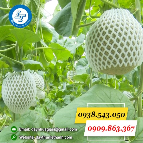 Xốp bọc dưa lưới Xốp bọc dưa lưới