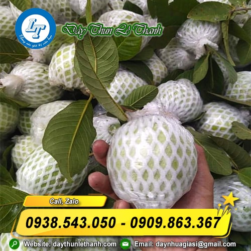 Xốp lưới bọc ổi chống va đập Xốp lưới bọc ổi chống va đập