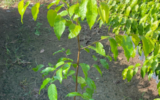 Cây Sao Đen