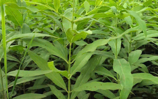 Cây Đàn Hương