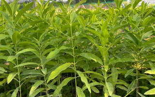 Cây Đàn Hương