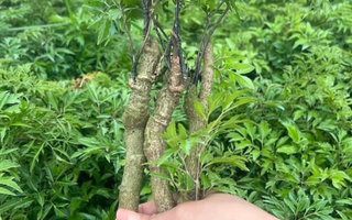 Cây Đinh Lăng