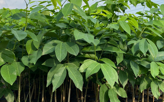 Cây Gỗ Đỏ