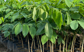 Cây Gỗ Đỏ