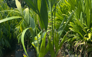 Cau ăn trầu
