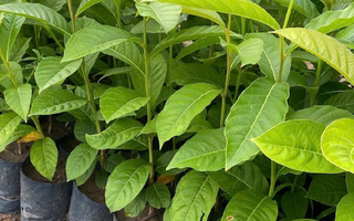 Cây Bằng Lăng
