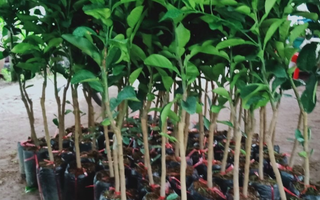 Cây Giống Bưởi Da Xanh