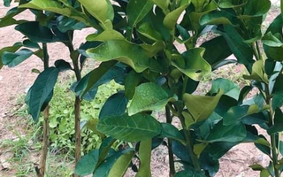 Cây Giống Bưởi Da Xanh