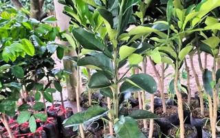 Cây Giống Bưởi Da Xanh