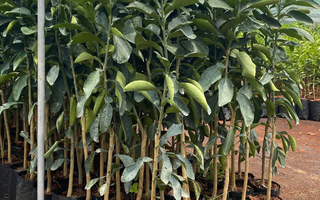 Cây Giống Bưởi Da Xanh
