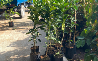 Cây Giống Bưởi Da Xanh