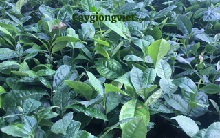 Cây Chè Xanh