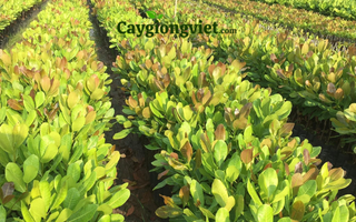 Cây Điều Ghép