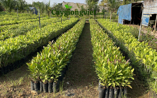 Cây Điều Ghép