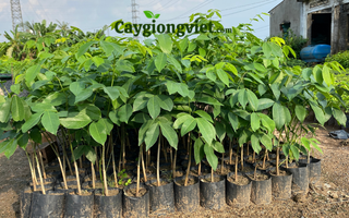 Cây Gỗ Đỏ