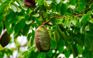 Cây Gỗ Đỏ