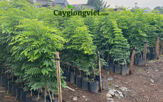 Cây Sưa Đỏ