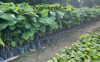 Cây Giá Tỵ
