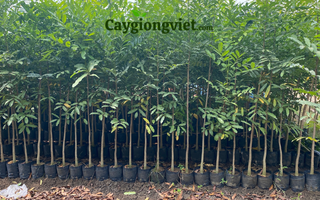Cây Xà Cừ