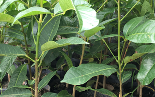 Cây Xà Cừ