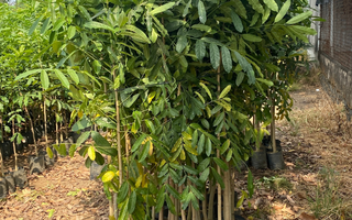 Cây Xà Cừ