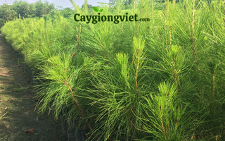 Cây Thông Caribe
