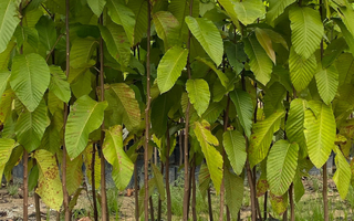 Cây Dầu Rái