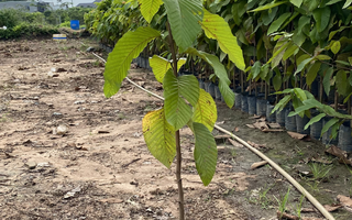 Cây Dầu Rái