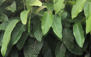 Cây Dầu Rái