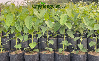 Cây Bằng Lăng