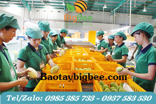 Nón kết xếp ly cho công nhân ngành thực phẩm Nón kết xếp ly cho công nhân ngành thực phẩm